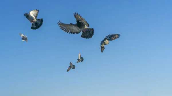 Pássaros Voando Céu Azul Cidade Muitos Pombos Voadores Fundo Céu — Fotografia de Stock