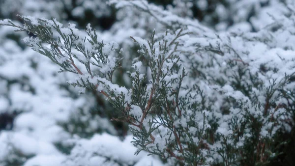 雪の下で緑のジュニパーのクローズアップビューが芽吹きます 雪の中でジュニパーブッシュ 針葉樹の茂みの庭の雪 — ストック写真