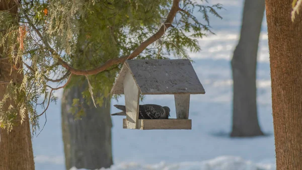 雪の公園の木製の鳥のフィーダーにかわいいハト 環境への配慮 鳥に餌をやる バードウォッチングの概念 テキストのスペース — ストック写真