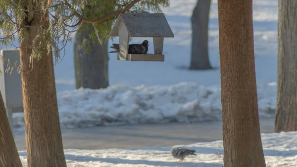 雪の公園の木製の鳥のフィーダーにかわいいハト 環境への配慮 鳥に餌をやる バードウォッチングの概念 テキストのスペース — ストック写真