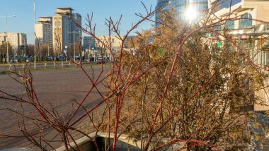 Şehrin önü olarak yapraksız çalı dalları. Şehrin arka planında çıplak çalı dalları. Mesaj için yer var. Kentsel kavramlar.