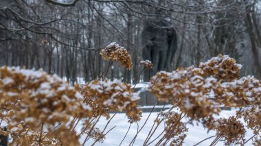 Parktaki kuru bitkilerin yakın çekim görüntüsü kırağı kaplıyor. Seçici odaklanma. Soğuk karlı hava. Çalıların dallarında kar ve rime buzu. Çimlerde donmuş çiğ taneleri. Metin için boşluk.