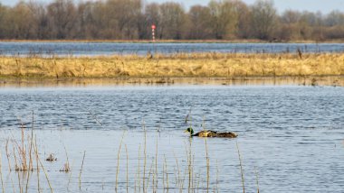 Sakin bir nehirde, ilkbaharda kuşlarla güneşli bir gün. Sakin ekoloji ortamının güzelliği. Doğa arkaplanı.