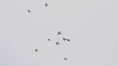 Güvercinler gruplar halinde gökyüzünde uçuyorlar. Gri gökyüzünde uçan güvercin sürüsü. Seçici odaklanma. Bulanık hareket. Mesaj için yer var. Kinayeli kavramlar.