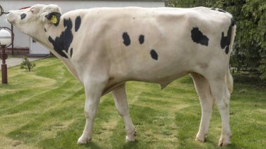 Gösteri rafındaki boğa yapımcısı. Tarım kataloğu için resimler. İneklerin döllenmesi için sperm üretimi. Tarım sektörü kavramı.