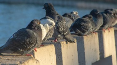 Güvercinler şehrin güneşli bir kış gününde nehir kenarındaki beton bir çitin üzerinde bir sırada otururlar. Seçici odaklanma. Bir güvercin sürüsü birlikte güneşleniyor. Takım çalışması ve şehir kavramları.