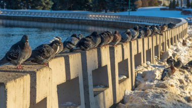 Güvercinler şehrin güneşli bir kış gününde nehir kenarındaki beton bir çitin üzerinde bir sırada otururlar. Seçici odaklanma. Bir güvercin sürüsü birlikte güneşleniyor. Takım çalışması ve şehir kavramları.