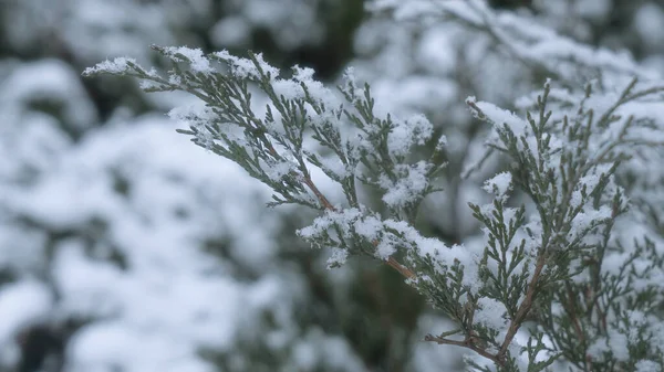 Nahaufnahme Von Grünen Wacholderkeimen Unter Schnee Wacholderbüsche Schnee Schnee Garten — Stockfoto