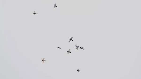 Tauben Fliegen Gruppen Himmel Taubenschwärme Fliegen Grauen Himmel Selektiver Fokus — Stockfoto