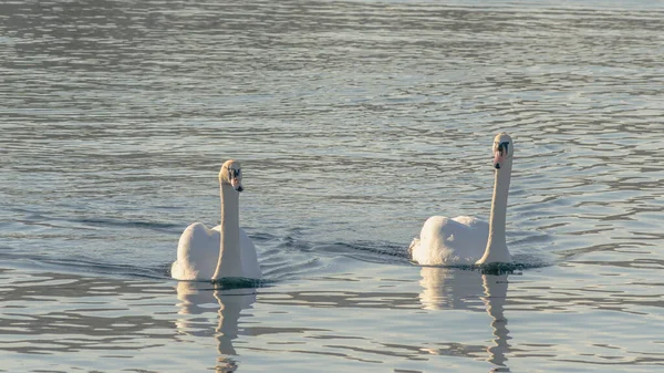 A pair of mute swans, Cygnus olor, on a winter city river. A pair of swans is a symbol and allegory of love and fidelity. Space for text. Wildlife concepts.