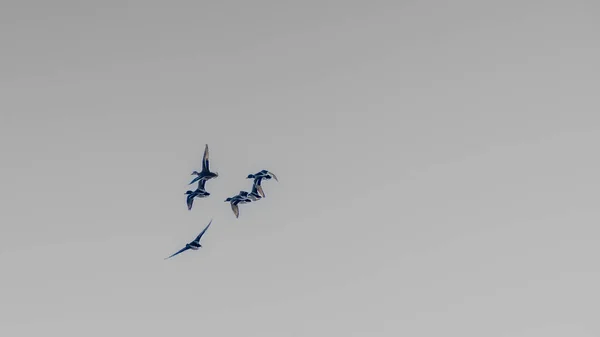 Silueta Patos Volando Sobre Cielo Blanco Negro Pájaros Vuelo Con — Foto de Stock