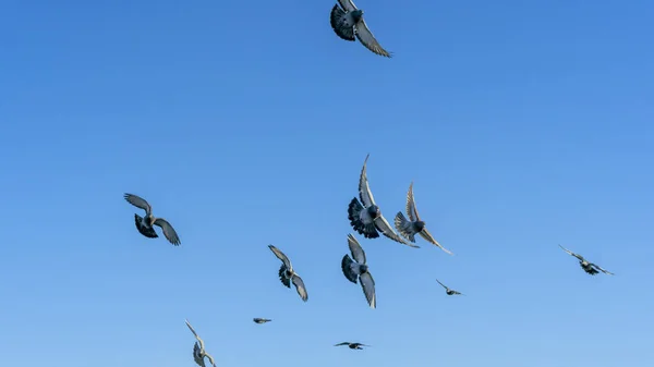 鳥は町の青空を飛んでいる 冬の空を背景に多くの飛行ハト テキスト用のスペース デザインのための画像 選択的フォーカス 鳩は翼を広げ — ストック写真