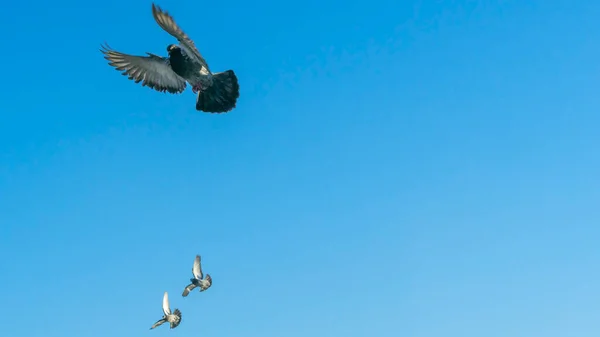 Pájaros Volando Cielo Azul Ciudad Muchas Palomas Voladoras Fondo Del — Foto de Stock
