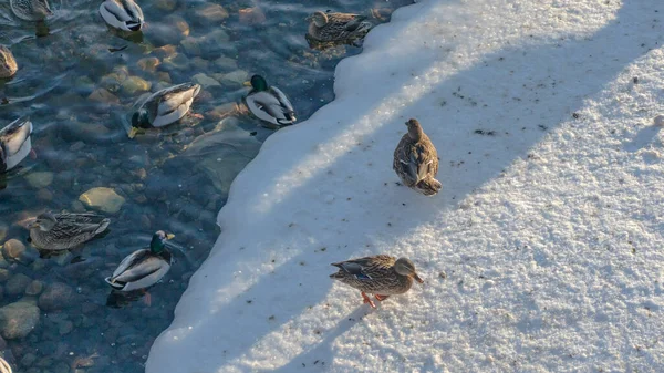 Vodní Ptactvo Zimní Řece Dvě Kachny Zasněženém Břehu Řeky Hejno — Stock fotografie