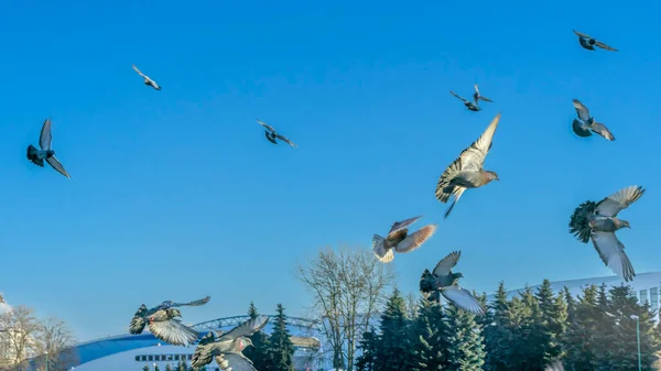 Vogels Vliegen Blauwe Lucht Stad Veel Vliegende Duiven Winterse Lucht — Stockfoto