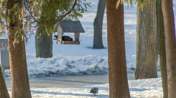 雪の公園の木製の鳥のフィーダーにかわいいハト 環境への配慮 鳥に餌をやる バードウォッチングの概念 テキストのスペース — ストック写真