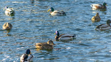 Şehirdeki açık suların yakınındaki bir kış nehrinde su kuşu ördekleri ve drenler. Seçici odaklanma. Ön planda ve arka planda odaklanmamış. Ördekler insanlardan yemek bekliyor..