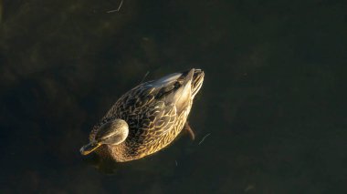 Ördek kuşunun temiz soğuk suda yüzüşünün üst görüntüsü doğal arka plan. Şehirde kışı geçiren bir ördek. Hayvan teması. Metin için boşluk.