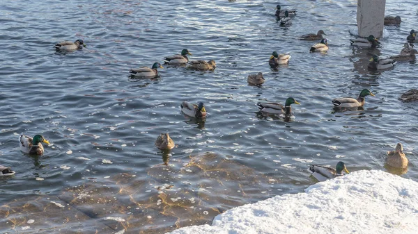 Patos Rastos Aves Aquáticas Rio Inverno Perto Águas Abertas Cidade — Fotografia de Stock