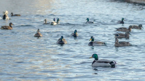 Vodní Ptactvo Kachny Draky Zimní Řece Blízkosti Otevřené Vody Městě — Stock fotografie