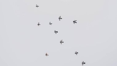 Güvercinler gruplar halinde gökyüzünde uçuyorlar. Gri gökyüzünde uçan güvercin sürüsü. Seçici odaklanma. Bulanık hareket. Mesaj için yer var. Kinayeli kavramlar.