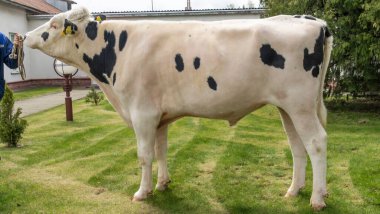 Çiftlik ağılında çok güzel bir boğa yetiştiriyor. Katalog için raftaki boğa yapımcısı..