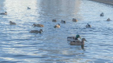 Şehirdeki açık suların yakınındaki bir kış nehrinde su kuşu ördekleri ve drenler. Soğuk suda bir ördek sürüsü. Ördekler insanlardan yiyecek bekliyor. Hayvanat bahçesi ekosistemi. Kış zamanı.