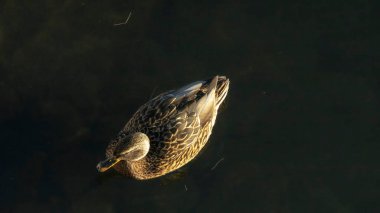 Ördek kuşunun temiz soğuk suda yüzüşünün üst görüntüsü doğal arka plan. Şehirde kışı geçiren bir ördek. Hayvan teması. Metin için boşluk.