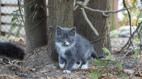 Liten Grå Kattunge Sittande Gården Träd Lilla Söta Kattunge Utfödd — Stockfoto