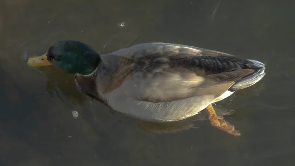 Vue Dessus Canard Colvert Nager Sur Fond Naturel Clair Eau — Photo