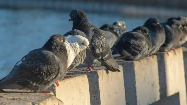 Pigeons Sit Row Concrete Fence River Embankment Sunny Winter Day — Stock Photo, Image