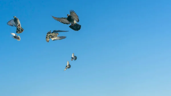 Vögel Fliegen Blauen Himmel Der Stadt Viele Fliegende Tauben Winterhimmel — Stockfoto