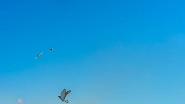 Pájaros Volando Cielo Azul Ciudad Muchas Palomas Voladoras Fondo Del — Foto de Stock