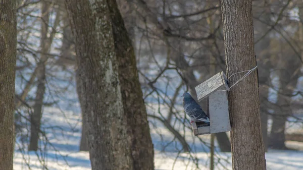 Nette Taube Auf Hölzernem Vogelfutterhäuschen Verschneiten Park Sorge Für Die — Stockfoto