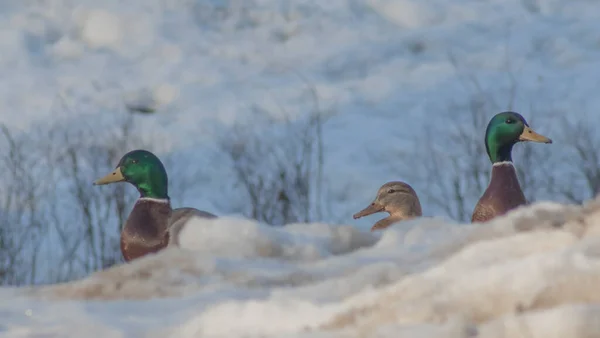 Dois Drakes Pato Escondem Atrás Snowdrift Patos Invernantes Cuidadosamente Olham — Fotografia de Stock