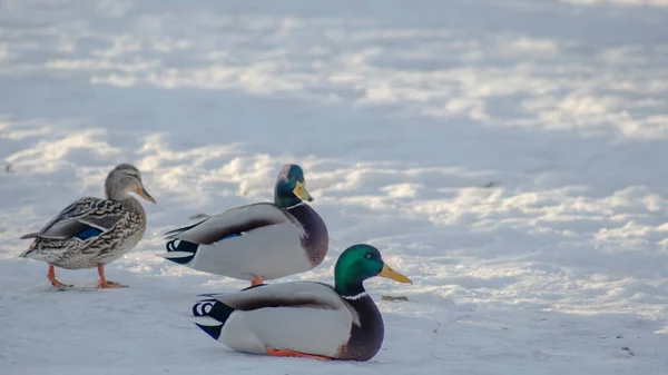 Dois Cinzentos Com Rastros Azuis Pato Marrom Andando Neve Parque — Fotografia de Stock