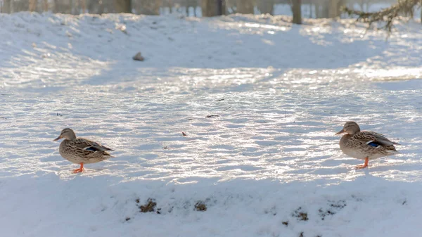 Dois Patos Marrons Andando Neve Parque Cidade Dia Ensolarado Inverno — Fotografia de Stock