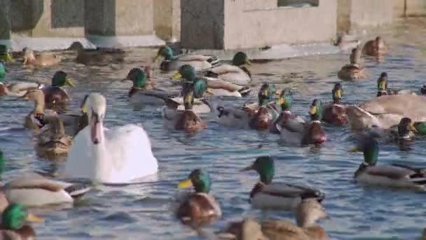 Όμορφοι Κύκνοι Πάπιες Επιπλέουν Στο Νερό Χειμώνας Πουλιών Της Πόλης — Αρχείο Βίντεο
