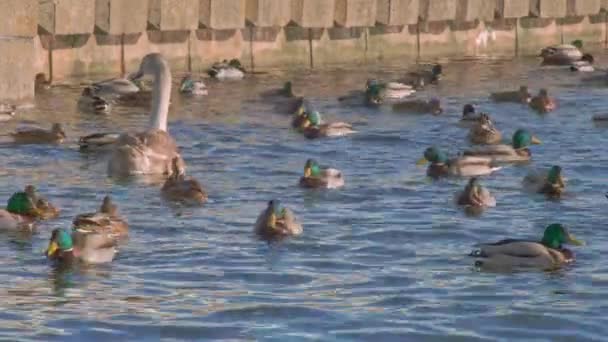 Красивые Лебеди Утками Плавающими Воде Зимовка Городских Птиц Птицу Кормят — стоковое видео