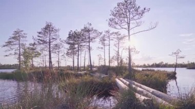 Ada ve rüzgarlı havada ağaçlarla bataklık gölünün üzerinde güzel bir gün batımı. Yelnya, Belarus 'ta adalı bir göl. Doğa arkaplanı.