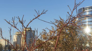 Şehrin önü olarak yapraksız çalı dalları. Şehrin arka planında çıplak çalı dalları. Mesaj için yer var. Kentsel kavramlar.