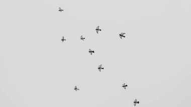 Gökyüzünde grup halinde uçan güvercinlerin siyah ve beyaz görüntüsü. Gri gökyüzünde uçan güvercin sürüsü. Seçici odaklanma. Bulanık hareket. Mesaj için yer var. Kinayeli kavramlar.