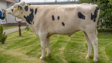 Gösteri rafındaki boğa yapımcısı. Tarım kataloğu için resimler. İneklerin döllenmesi için sperm üretimi. Tarım sektörü kavramı.