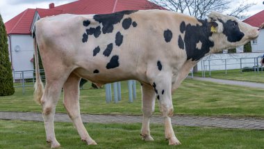 Çiftlik ağılında çok güzel bir boğa yetiştiriyor. Katalog için raftaki boğa yapımcısı..