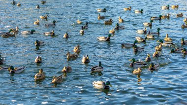 Şehirdeki açık suların yakınındaki bir kış nehrinde su kuşu ördekleri ve drenler. Seçici odaklanma. Odaklanamayan ön plan. Soğuk suda bir ördek sürüsü. Ördekler insanlardan yemek bekliyor..