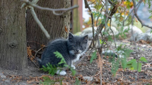 小灰猫坐在树下的院子里 小可爱的小猫 家养的猫 宠物在院子里散步 家养宠物 这只猫把目光移开了 — 图库照片