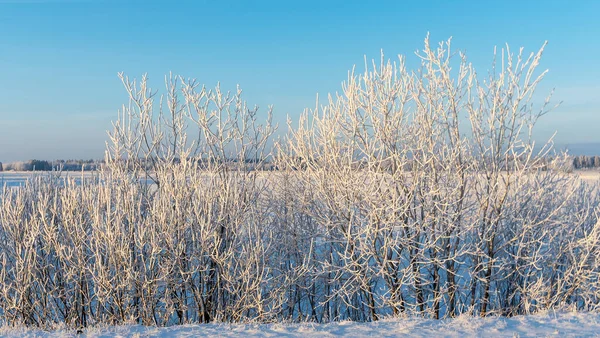Vinterlandskap Med Snöiga Buskar Blå Himmel Bakgrund Växterna Täckta Med — Stockfoto