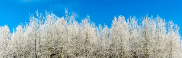 雪に覆われた青い空に対して木の枝 木々は青空に向かって雪と霜で覆われています 自然を背景に 白い霜で覆われた木の枝 — ストック写真