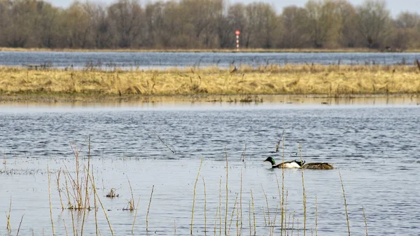 春には鳥と穏やかな川で晴れた日 静かな生態環境の美しさ 自然背景 — ストック写真