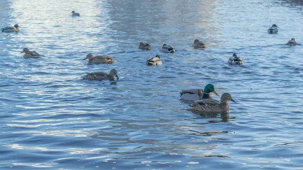 Patos Rastos Aves Aquáticas Rio Inverno Perto Águas Abertas Cidade — Fotografia de Stock